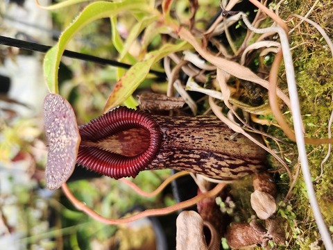 teatネペン Nepenthes（ネペンテス/ウツボカズラ）の商品一覧 | Y's Exotics