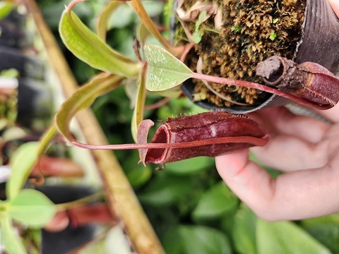 E569 1-4 N. ventricosa (x) x [(ventricosa x sibuyanensis) x (ventricosa x sibuyanensis)]x (ventricosa x xtrusmadiensis) EP