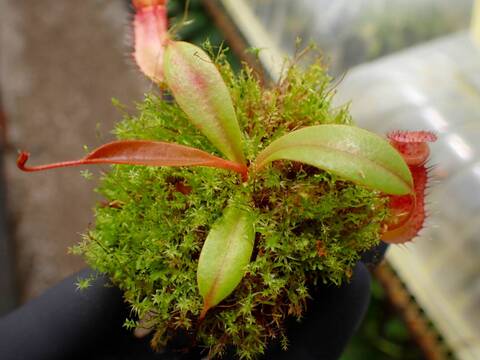 O166 1-4 N. peltata `Yellow Phantom' x tenuis #NNN