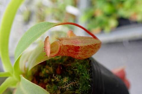 ゆうゆうネペンテス・ミランダ Nepenthes（ネペンテス/ウツボカズラ）の商品一覧 | Y's Exotics