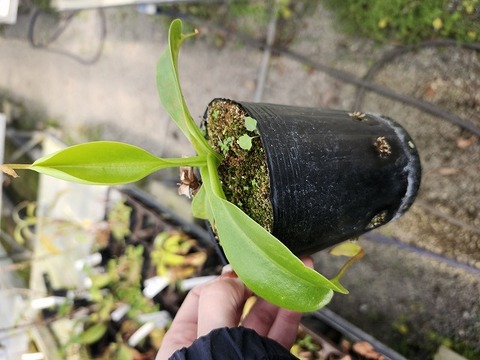 商品一覧 - Y's Exotics （山田食虫植物農園）