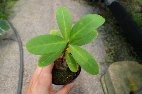 まさまる　アリ植物 珍奇植物。ジャングルに棲まう、あやしげなアリ植物