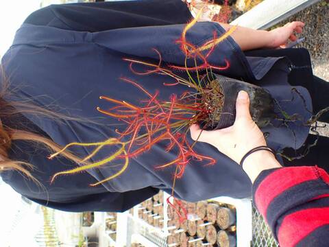 P729 4-2 D. binata var. dichotoma カクタス長田