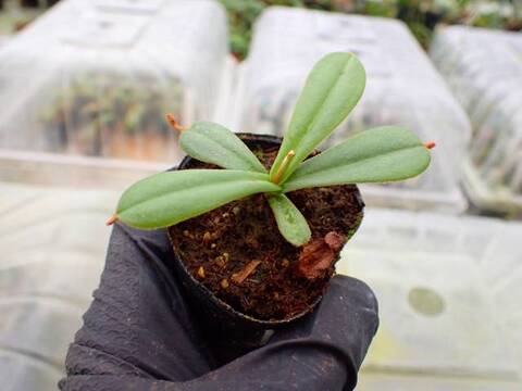 Y211 5-1 [YA-29] N. veitchii Mt. Kagnis Giant Y's Lab