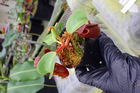 Nepenthes Species（ネペンテス原種）の商品一覧 | Y's Exotics （山田