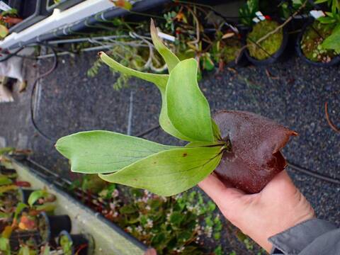 商品一覧 - Y's Exotics （山田食虫植物農園）