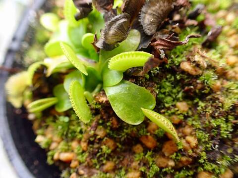 商品一覧 - Y's Exotics （山田食虫植物農園）