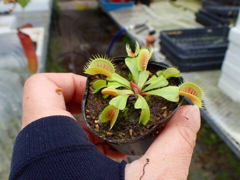 E637 4-1 Dionaea muscipula 鈴木系 実生
