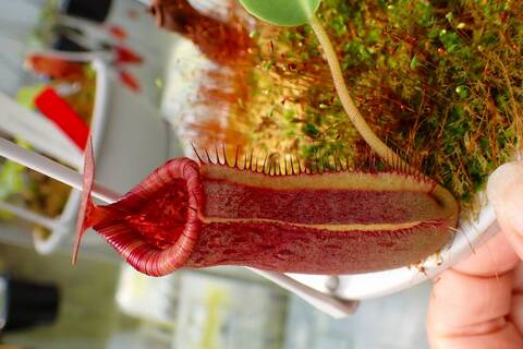 Nepenthes（ネペンテス/ウツボカズラ）の商品一覧 | Y's Exotics