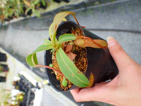 P784 5-3 #BBB N. ventricosa x merrilliana EP