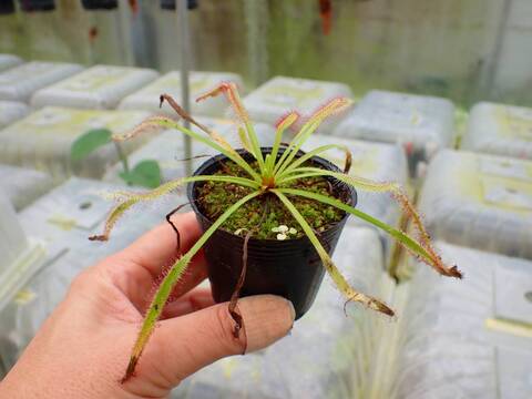 P135 1-3 D. capensis