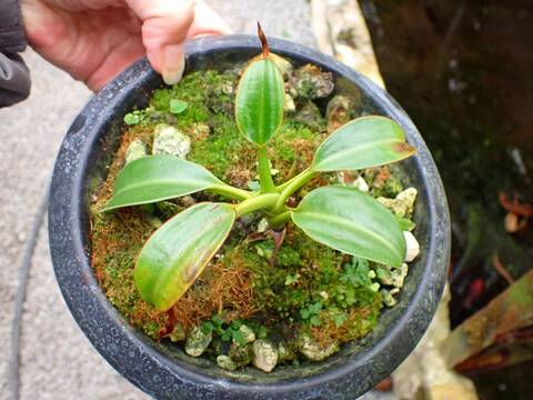 商品一覧 - Y's Exotics （山田食虫植物農園）