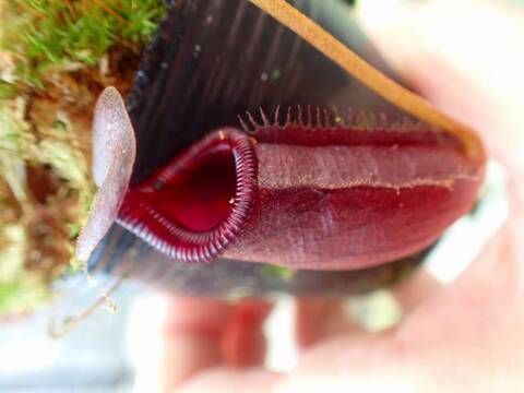 商品一覧 - Y's Exotics （山田食虫植物農園）