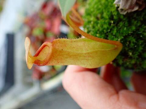 P876 5-1 N. khasiana (♀) H.F.C x sibuyanensis 山本