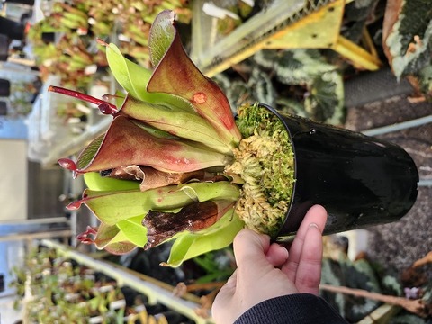 ヘリアンフォラ　シリアタ　heliamphora 食虫植物 ヘリアンフォラ シリアタ heliamphora 食虫植物 Heliamphora