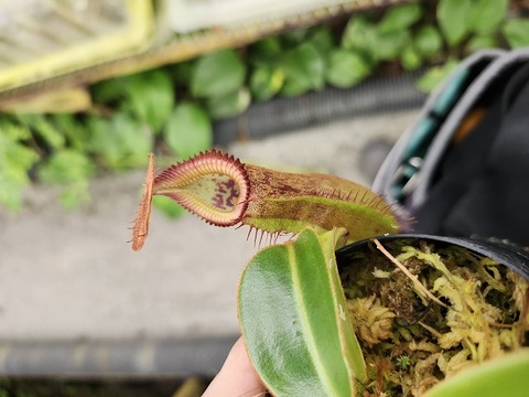 teatネペン Nepenthes（ネペンテス/ウツボカズラ）の商品一覧 | Y's Exotics