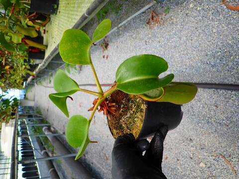 R246 5-2 N. truncata (Agusan del Sur) OF
