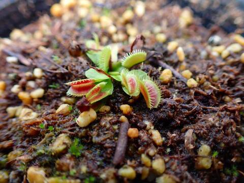 J228 5-2 Dionaea muscipula `BCP classic Art' [BCP #2083] BCP