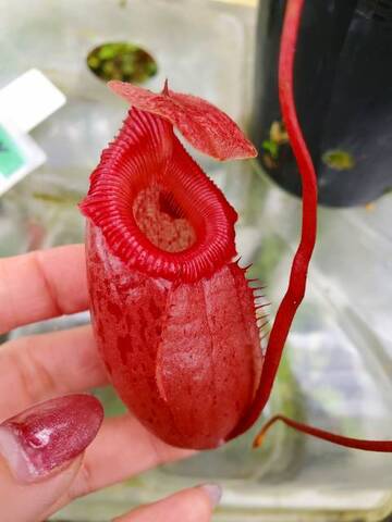 Nepenthes（ネペンテス/ウツボカズラ）の商品一覧 | Y's Exotics