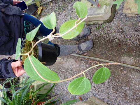 Y670 3-2 Hoya latifolia red Borneo, wild WP