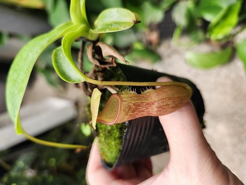 E269 1-4 N. ventricosa x xharryana konan 