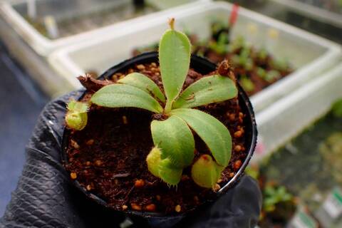 R389 5-1 [YA-62] N. veitchii `Akazukin' x veitchii (Bario stripe) Y's Lab