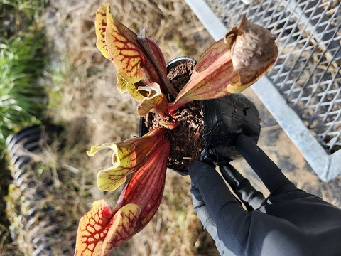 レア苗　ボウェニアsp ティナルー　Bowenia サイカス　珍しいソテツ レア苗 ボウェニアsp ティナルー Bowenia サイカス 珍しいソテツ レア