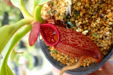 teatネペン Nepenthes sibuyanensis 