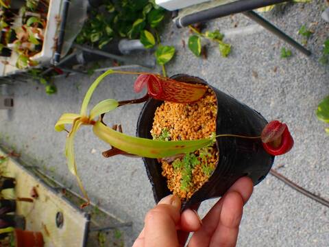 Y's Exotics （山田食虫植物農園）