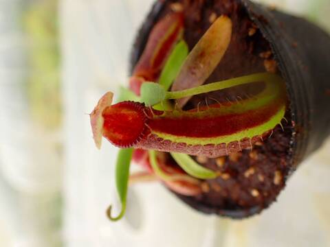 商品一覧 - Y's Exotics （山田食虫植物農園）