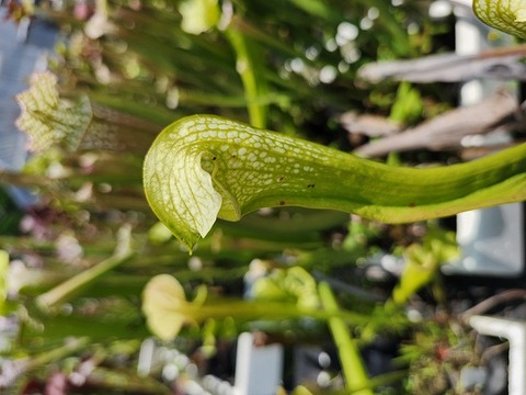 Y444 S. xexcellens yellow flowered form SWC