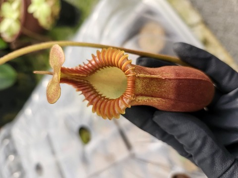 商品一覧 - Y's Exotics （山田食虫植物農園）