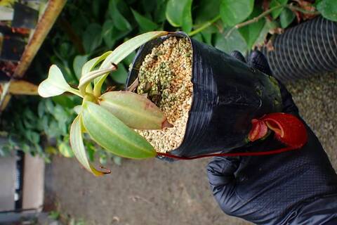 J618 1-4 #BBB N. gantungensis [clone 1, Mount Gantung, Palawan, Philippines] [BCP ID# N1067-01] BCP