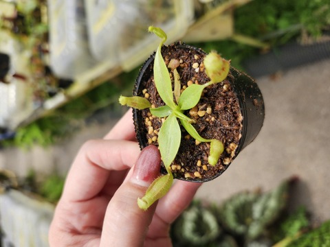 teatネペン Nepenthes（ネペンテス/ウツボカズラ）の商品一覧 | Y's Exotics
