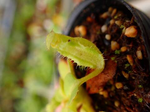 商品一覧 - Y's Exotics （山田食虫植物農園）