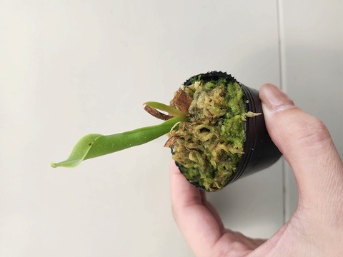 ヘリアンフォラ3点セット みょん 園芸ネット本店｜ヘリアンフォラ3.5号ポット の通販【公式】