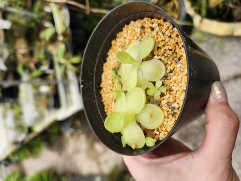 エリキュラミス　速達付き　美苗　1 商品一覧 - Y's Exotics （山田食虫植物農園）