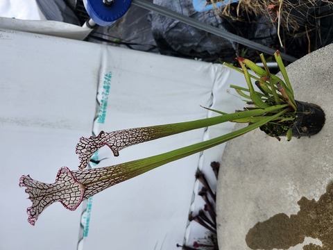 商品一覧 - Y's Exotics （山田食虫植物農園）