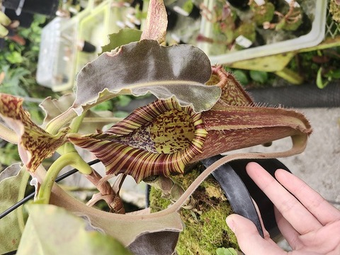 商品一覧 - Y's Exotics （山田食虫植物農園）