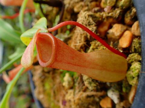 J174 5-3 N. ventricosa-red seedling