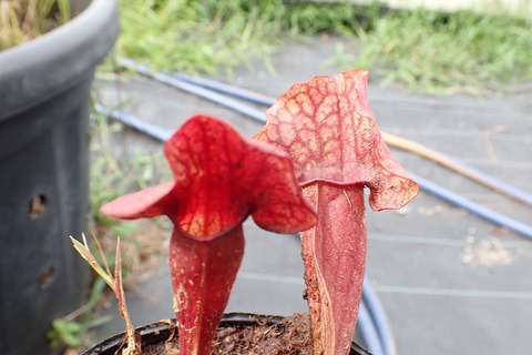 Sarracenia（サラセニア）の商品一覧 | Y's Exotics （山田食虫