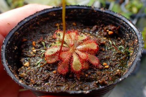 食虫植物 Drosera schizandraドロセラ シザンドラ １ D. schizandra | どりへにのブログ