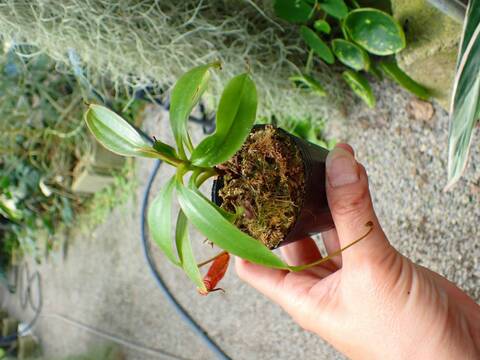 P225 3-2  [YA-162] N. attenboroughii philippines Expendition collection5 Victria Peak 1600m Y's Lab