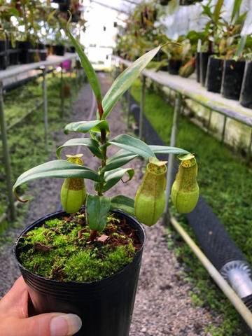 Nepenthes（ネペンテス/ウツボカズラ）の商品一覧 | Y's Exotics （山田食虫植物農園）