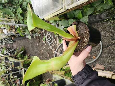 Heliamphora Hybrids（ヘリアンフォラ交配種）の商品一覧 | Y's