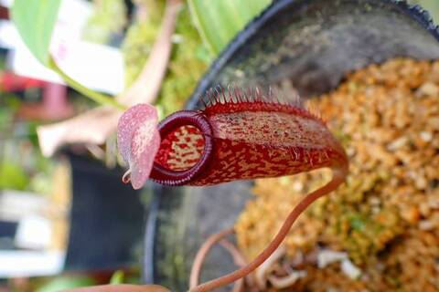 teatネペン Nepenthes（ネペンテス/ウツボカズラ）の商品一覧 | Y's Exotics