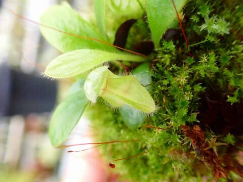 Y071 1-1 Cephalotus follicularis (clone1) YG