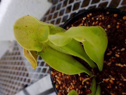 商品一覧 - Y's Exotics （山田食虫植物農園）