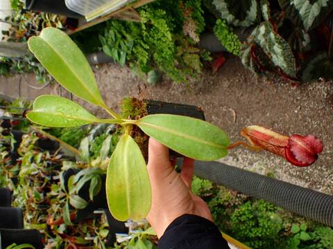 J569 1-3 N. maxima x xharryana Tambuyukon #NNN
