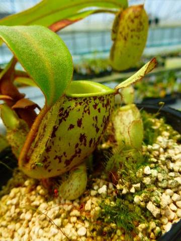 Nepenthes（ネペンテス/ウツボカズラ）の商品一覧 | Y's Exotics （山田食虫植物農園）